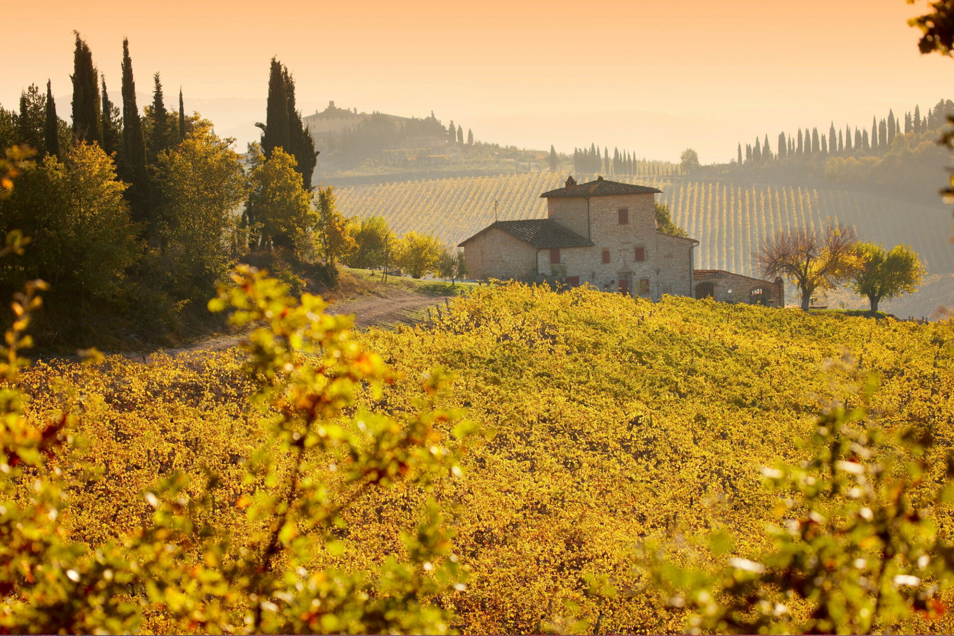 Chianti Classico Vineyards en automne